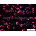 Rat Primary Lymphatic Endothelial Cells